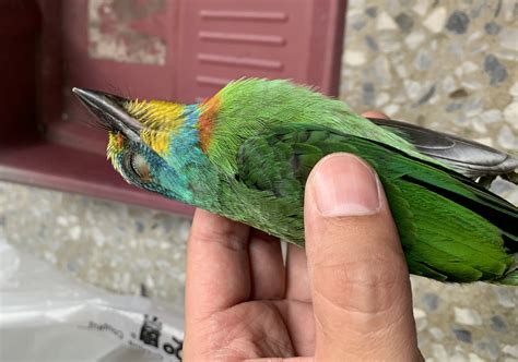 死鳥處理|【死掉的鳥怎麼處理】遇見倒斃小鳥怎麼做？處理野生禽鳥遺體全。